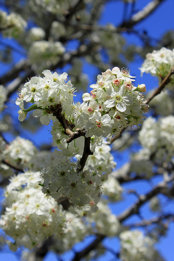 Bradford Pear Blossoms Photograph by Suzanne Gaff
