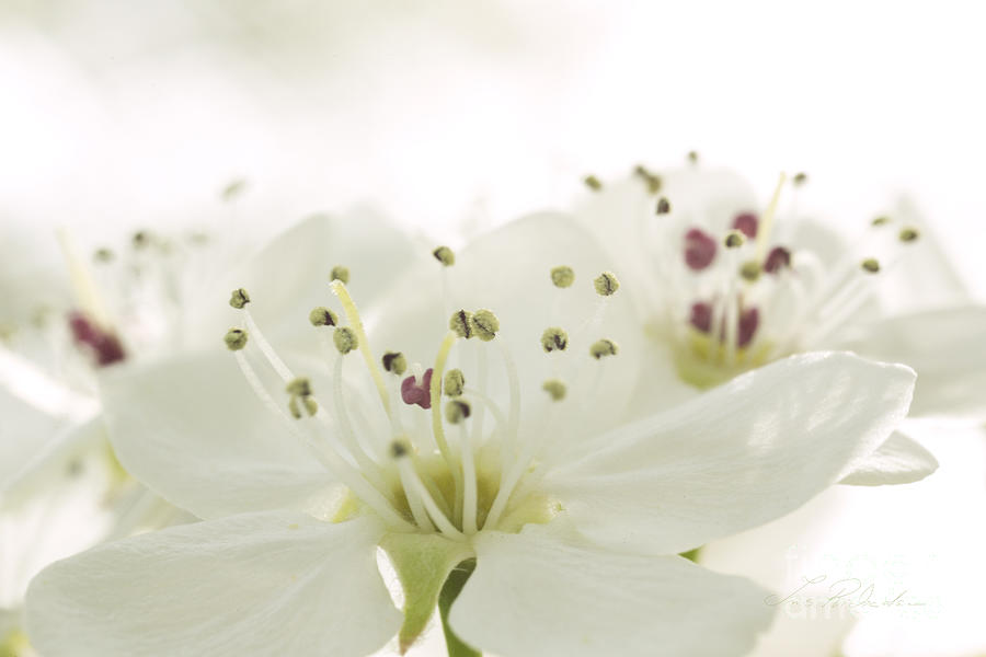 Bradford Pear Flower Photograph