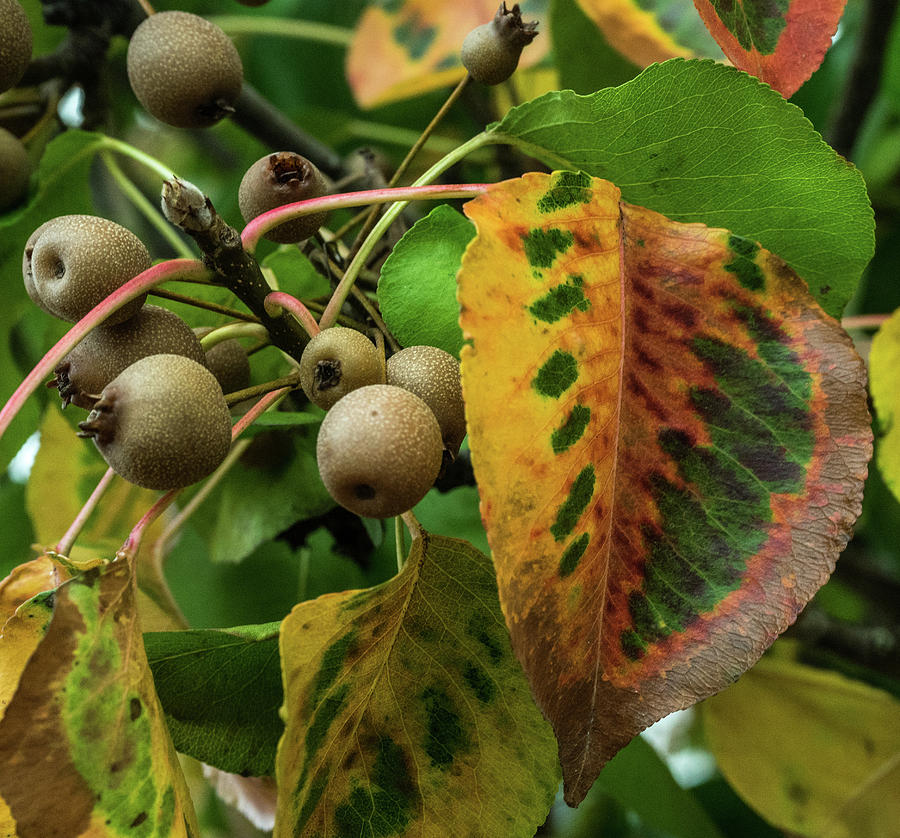 Bradford Pear Fruit and Leaves Photograph by Douglas Barnett