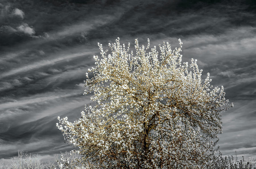 Bradford Pear in Infrared Photograph by James Barber