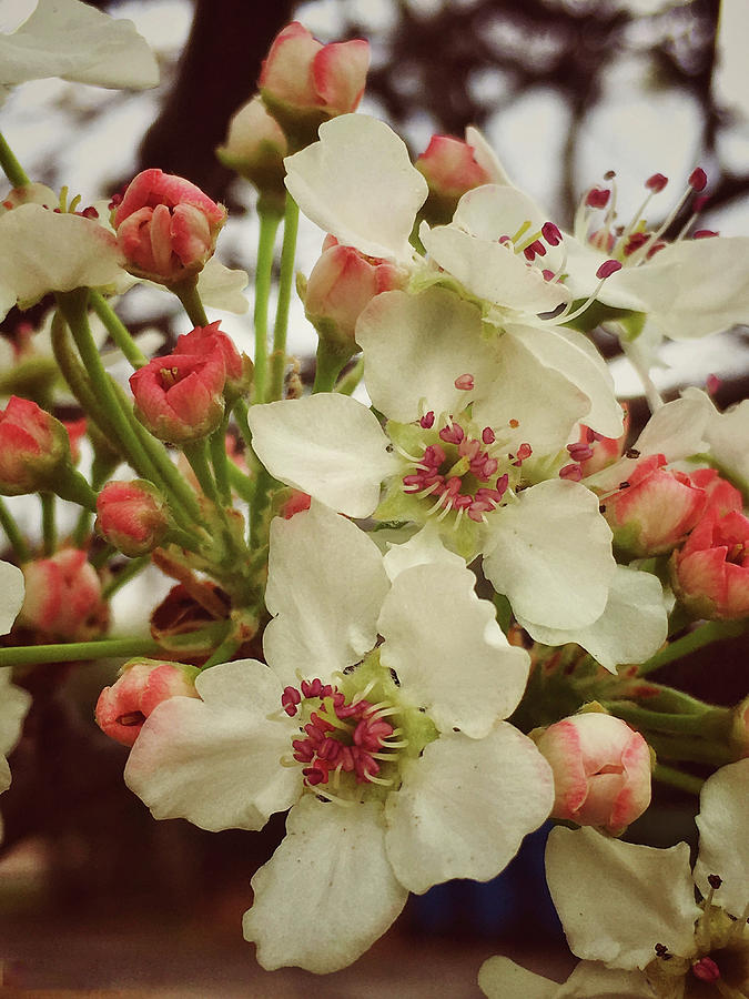 Bradford Pearl Blossom Photograph by Doris Aguirre