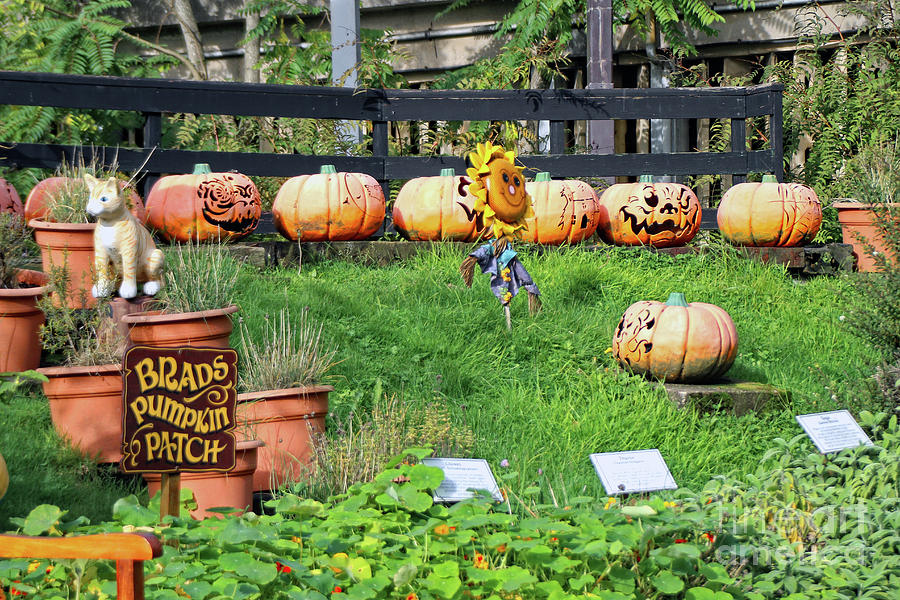 Brads Pumpkin Patch Art Photograph by Doc Braham