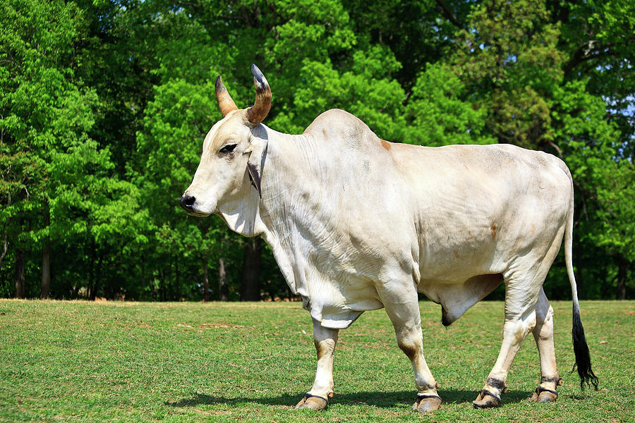 Brahma Cattle Photograph by Jill Lang