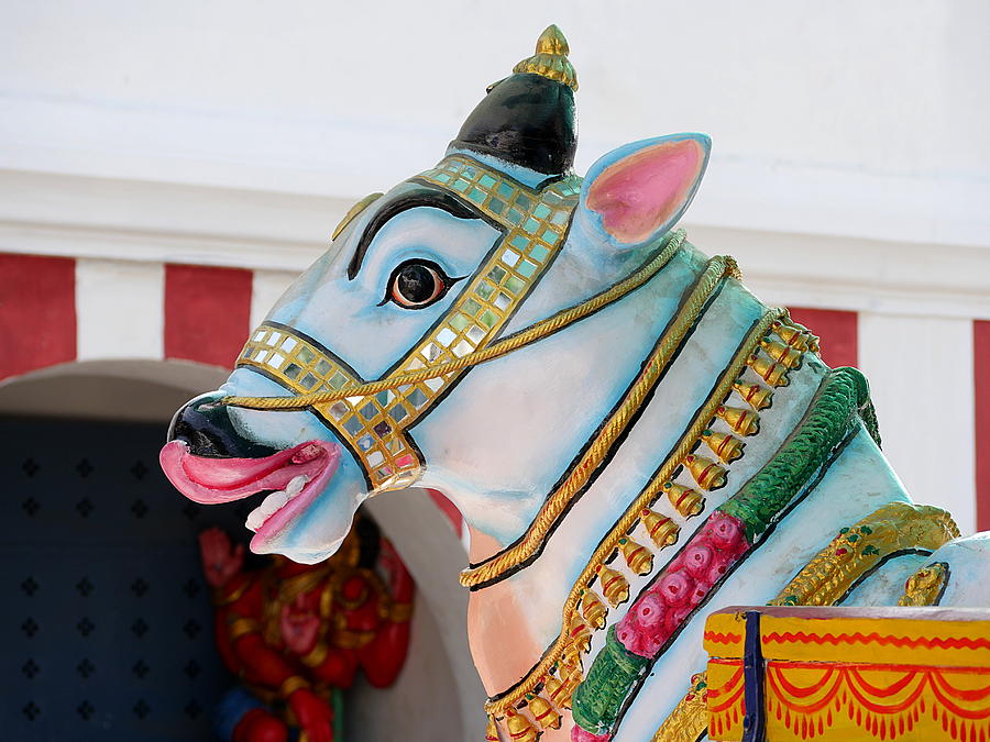 Sacred Cow - Kapaleeshwarar Temple, Mylapore Photograph by Richard Reeve