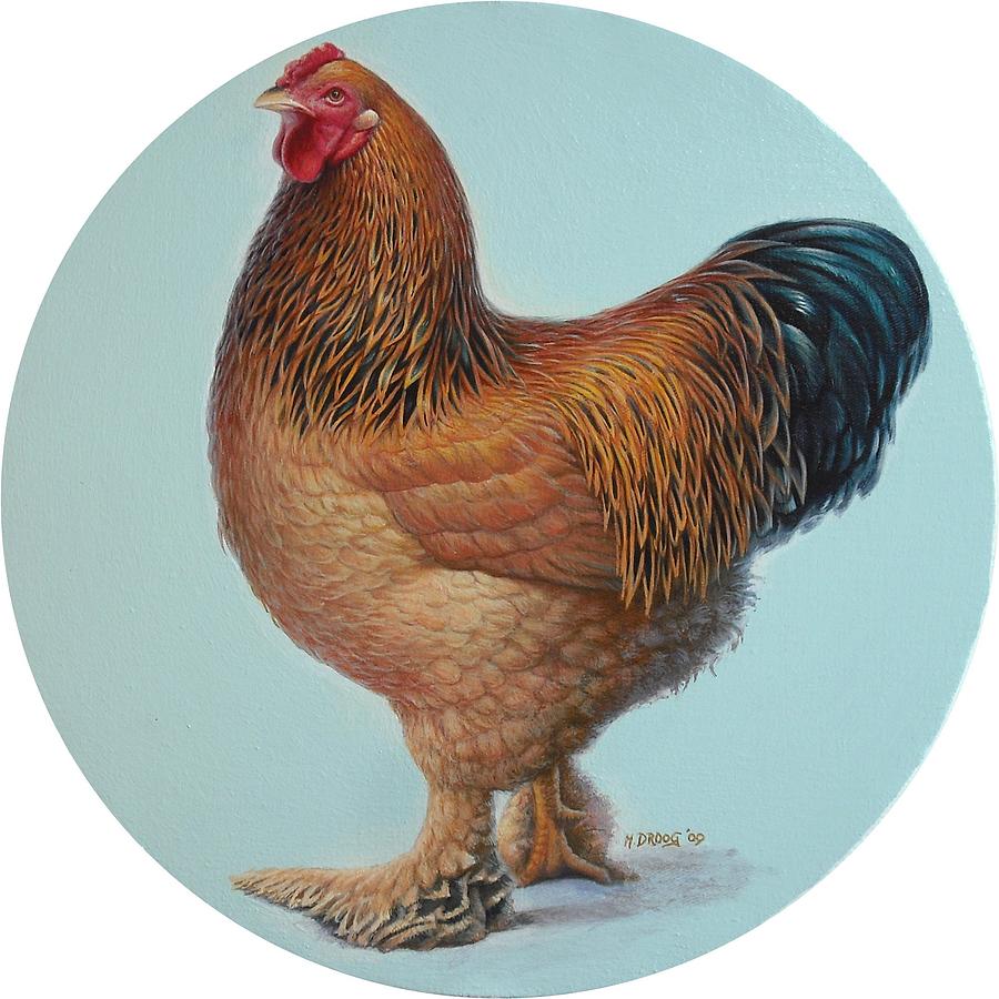 Brahma Rooster Painting by Hans Droog