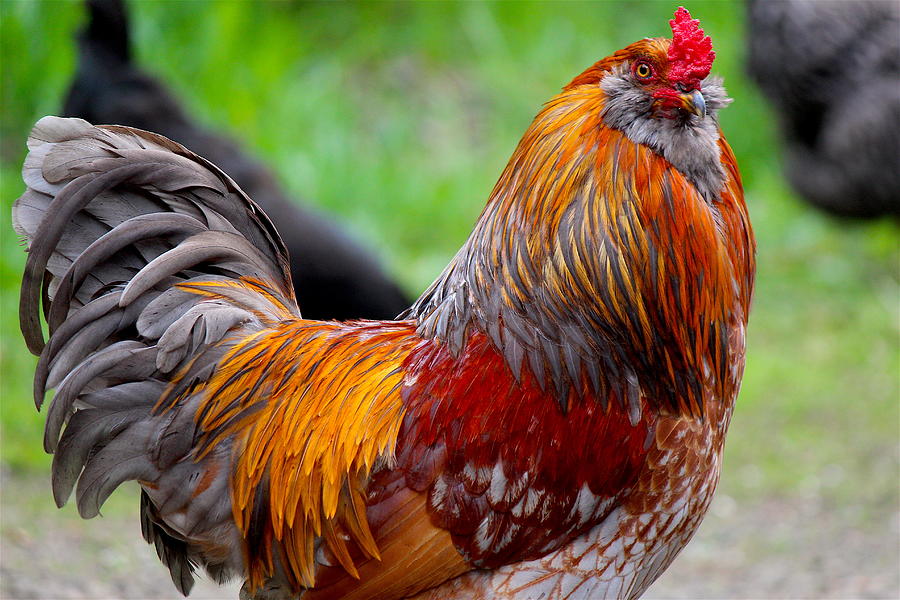 Brahma Rooster II Photograph by Nicholas Miller | Fine Art America