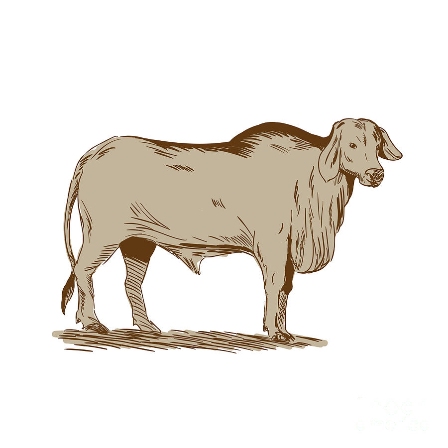 Brahman Bull Drawing Digital Art by Aloysius Patrimonio