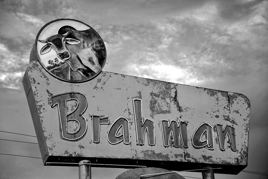 Brahman Bull sign BW work c Photograph by David Lee Thompson