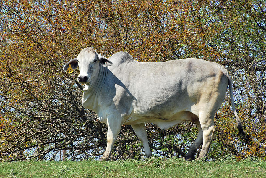 Brahman Bull Photograph by Teresa Blanton