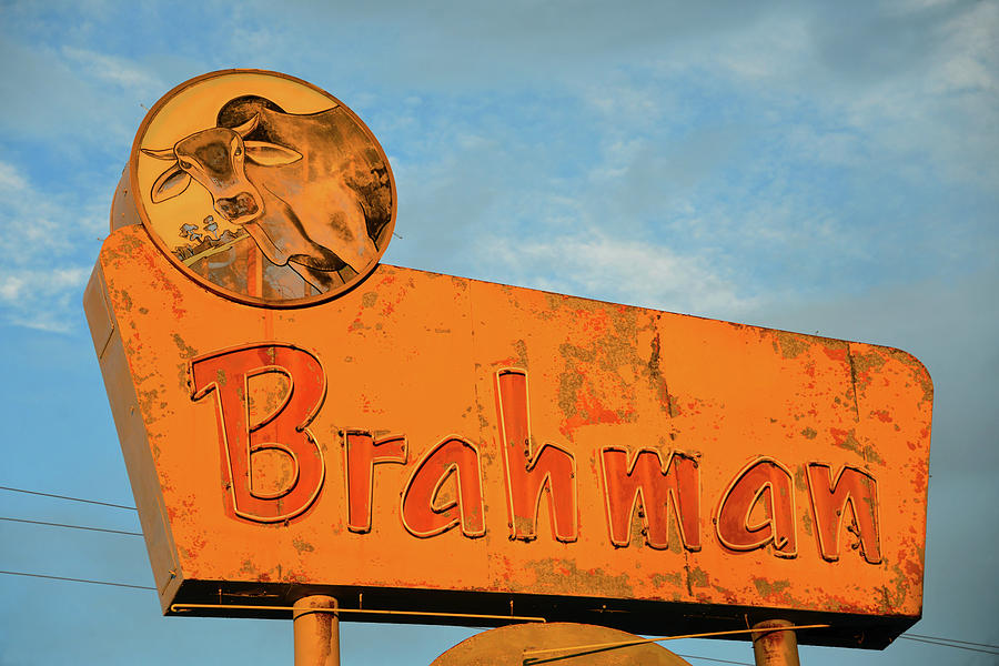Brahman color work one Photograph by David Lee Thompson