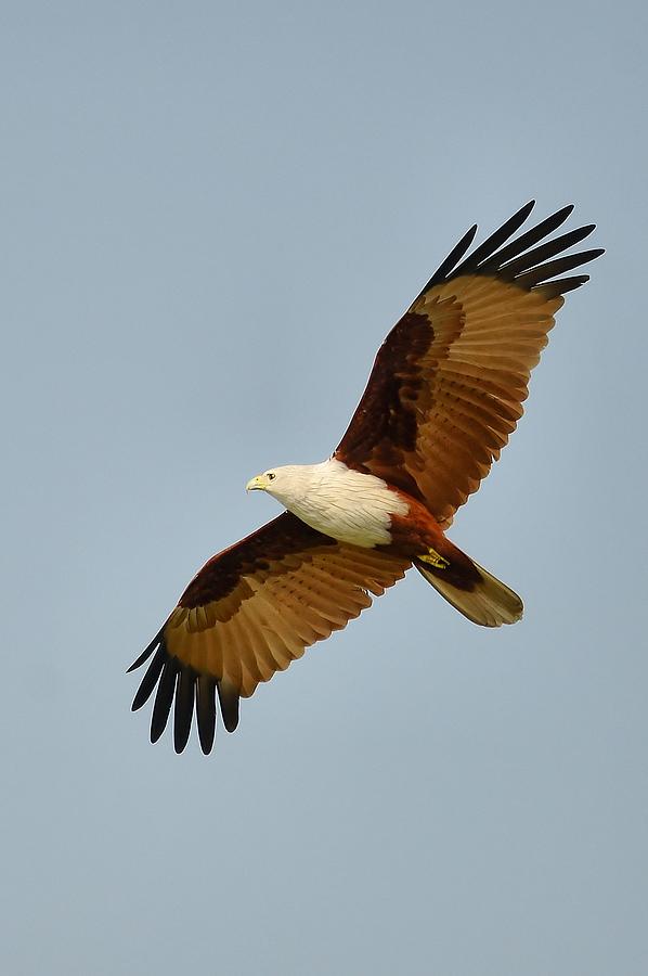 birds related to brahminy kite