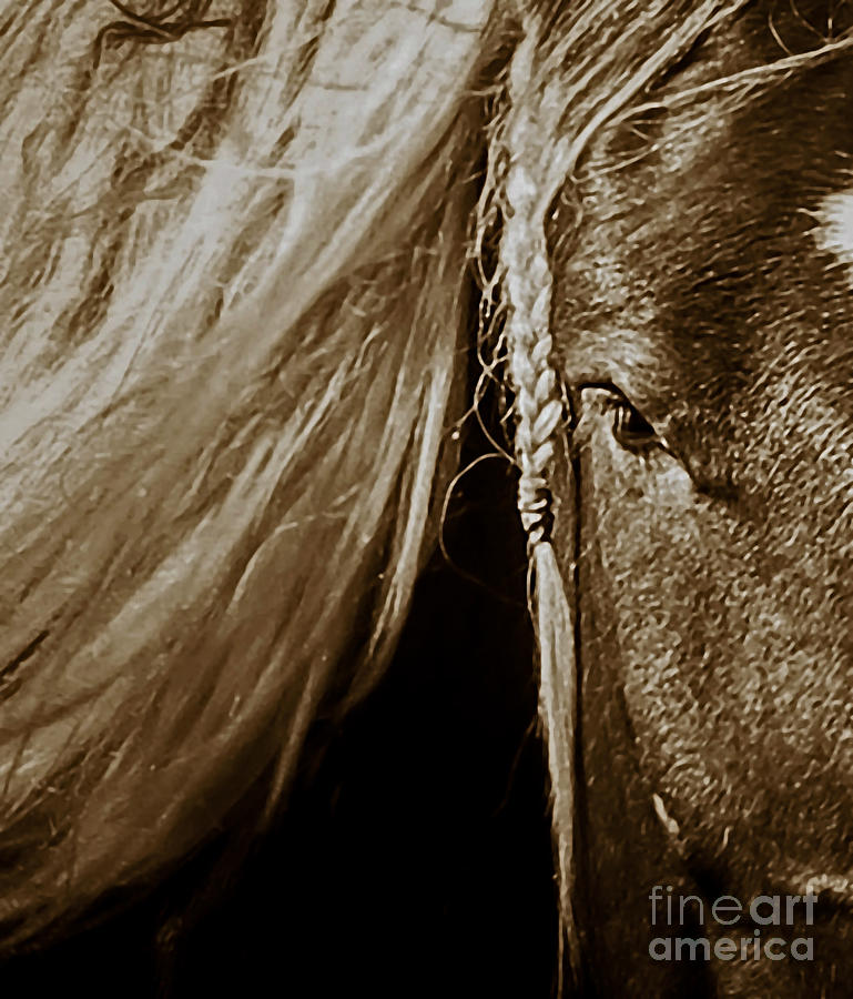 Horse Photograph - Braided Beauty by Toma Caul
