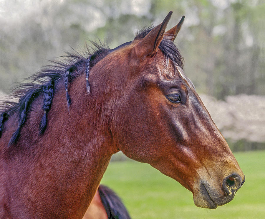Braided Mane Photograph by Sally Weigand
