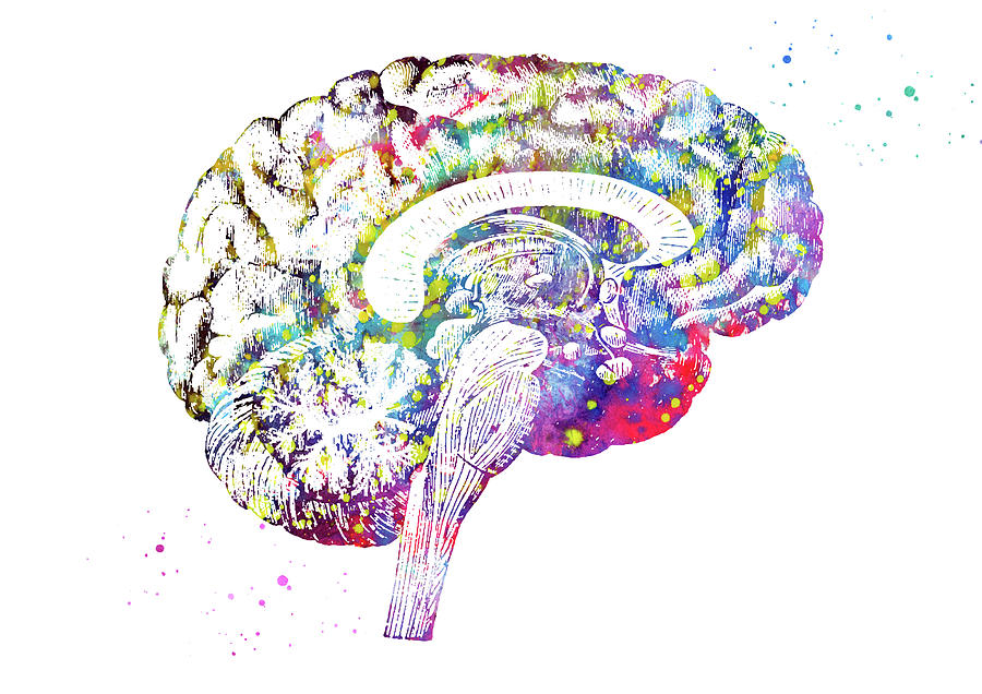R brain. Новый мозг анатомия. Мозг Постер. Мозг Анатомическое арт. Головной мозг плакат глянцевый.