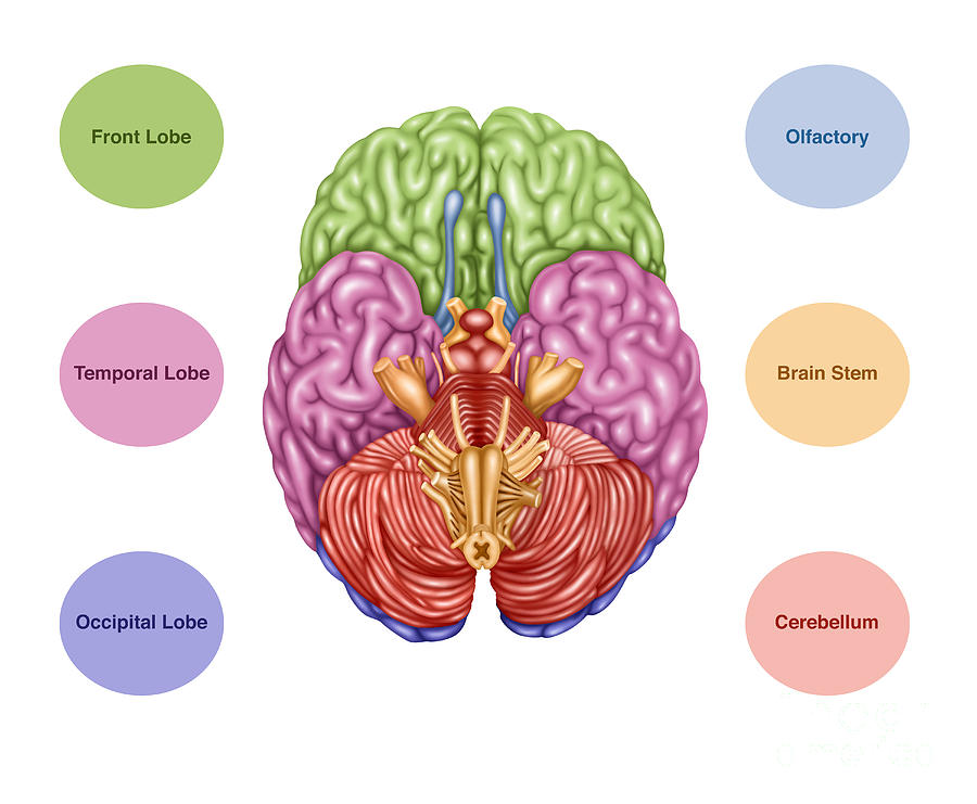 Brain Anatomy, Inferior View Photograph by Gwen Shockey