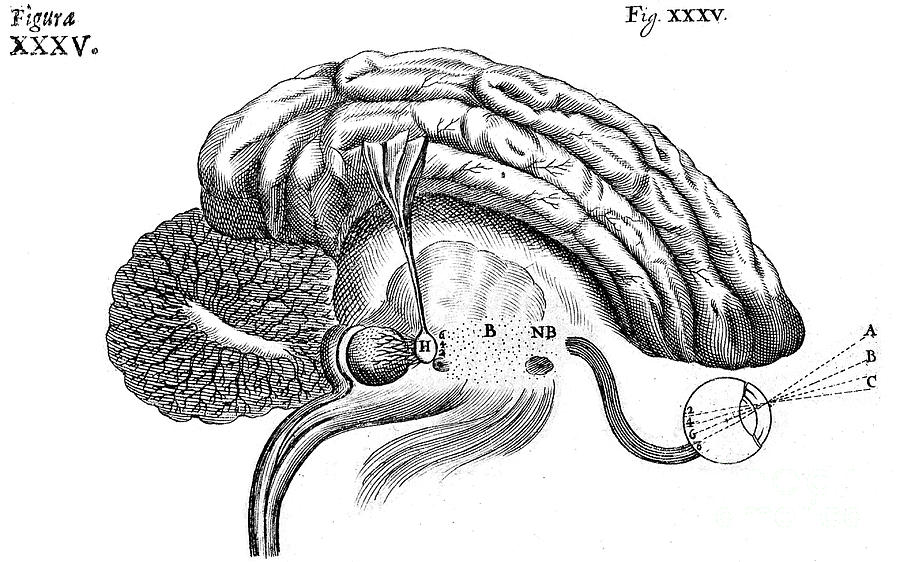 Historic Photograph - Brain And Eye, Descartes, Illustration by Wellcome Images
