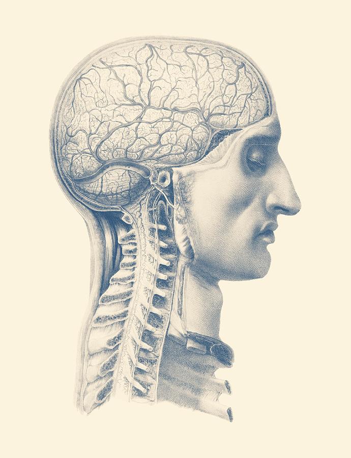 Brain and Spinal Anatomy - Side View  Drawing by Vintage Anatomy Prints