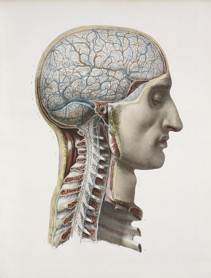 Nerve Photograph - Brain And Spinal Cord, 1844 Artwork by 
