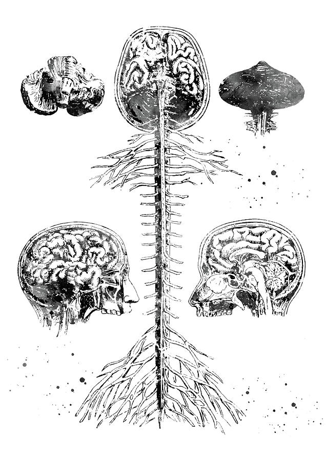 Brain and spine 3 Digital Art by Erzebet S - Fine Art America