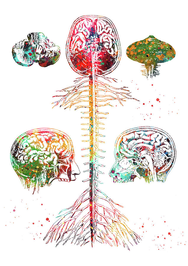 Brain and spine Digital Art by Erzebet S - Pixels