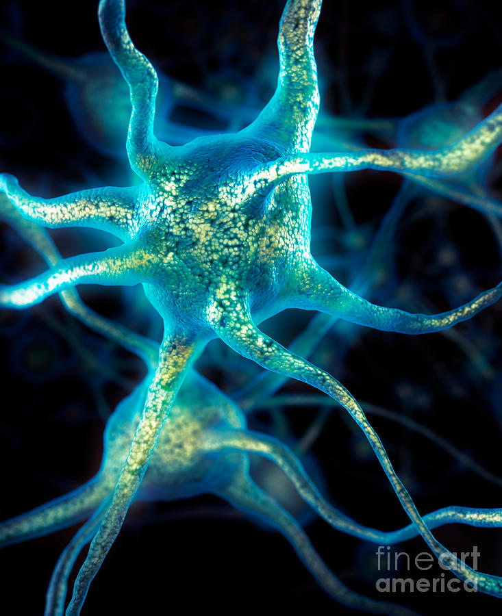 Brain cell Neurons Photograph by Maxim Images Exquisite Prints