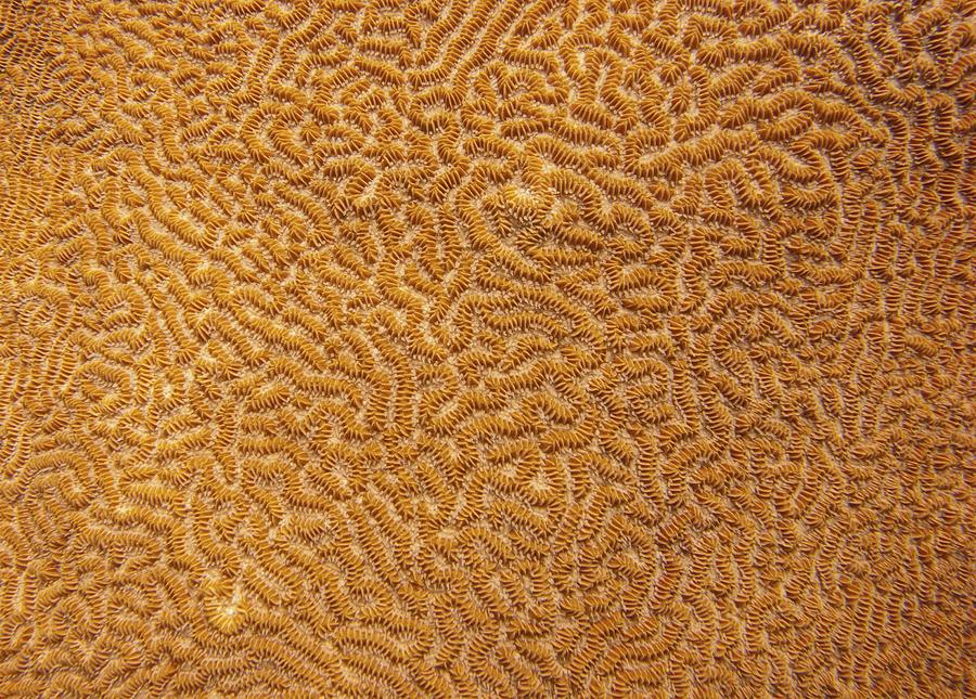 Brain Coral 47 Photograph by Michael Fryd