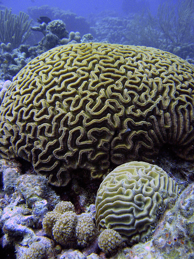 Brain Coral Photograph by Brian Puyear