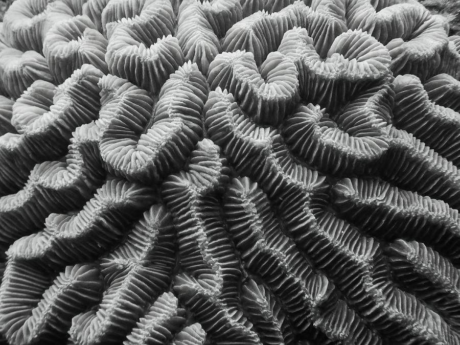 Abstract Photograph - Brain Coral Details by Roupen Baker