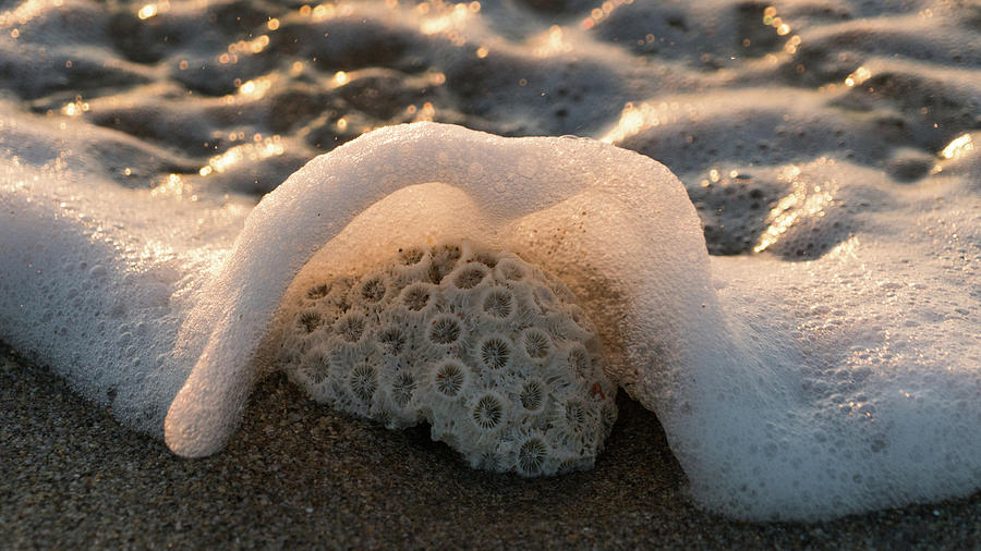 Coral Foamy Splash Delray Beach Florida Photograph by Lawrence S Richardson Jr
