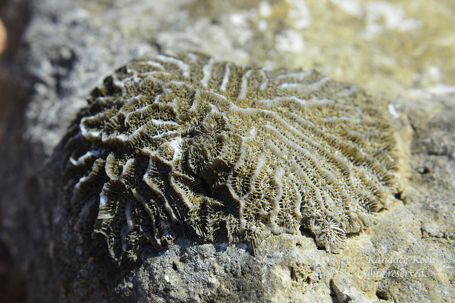 Brain Coral Fossil Photograph by Kandace Koch - Fine Art America