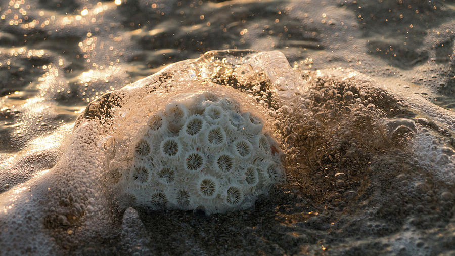 Brain Coral Splash Delray Beach Florida Photograph by Lawrence S Richardson Jr