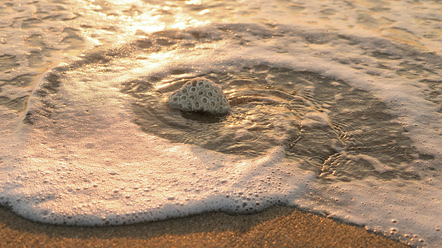 Brain Coral Swirl Delray Beach Florida Photograph by Lawrence S Richardson Jr