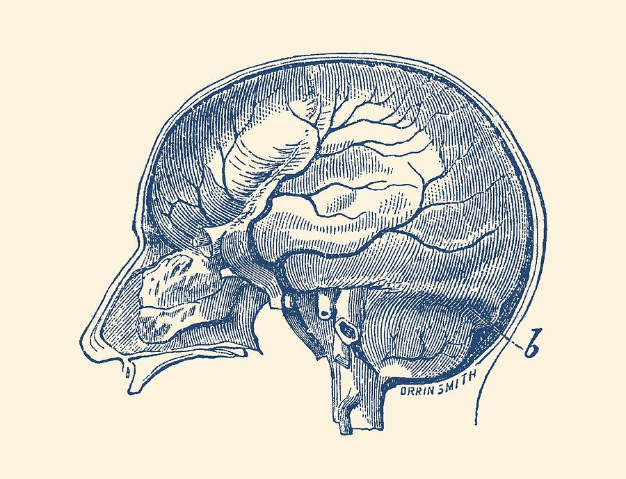 Brain Diagram Two - Anatomy Poster Drawing by Vintage Anatomy Prints