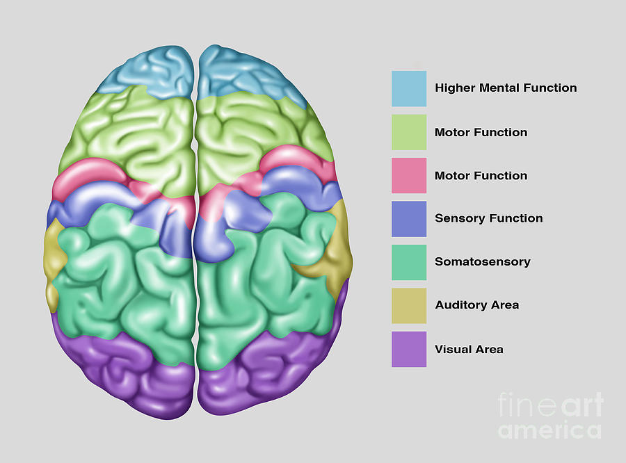 Brain Function, Illustration Photograph by Gwen Shockey