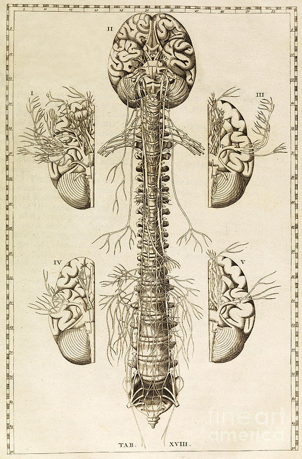Historic Photograph - Brain, Nervous System, Illustration by Wellcome Images