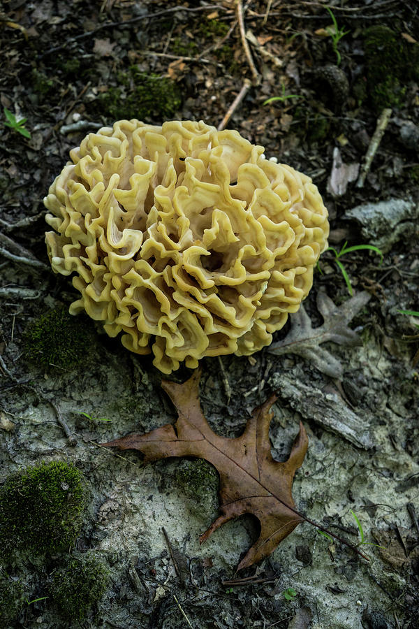 Brain or Cauliflower Fungus Photograph by Douglas Barnett