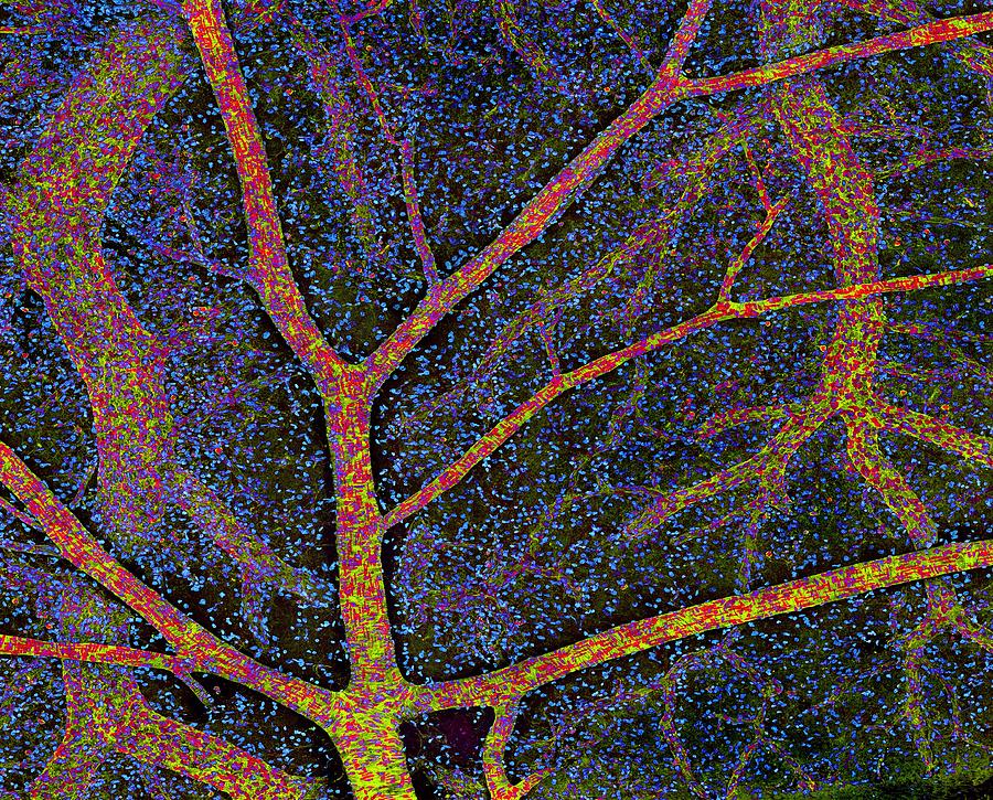 Brain Tissue Blood Supply Photograph by Thomas Deerinck, Ncmir