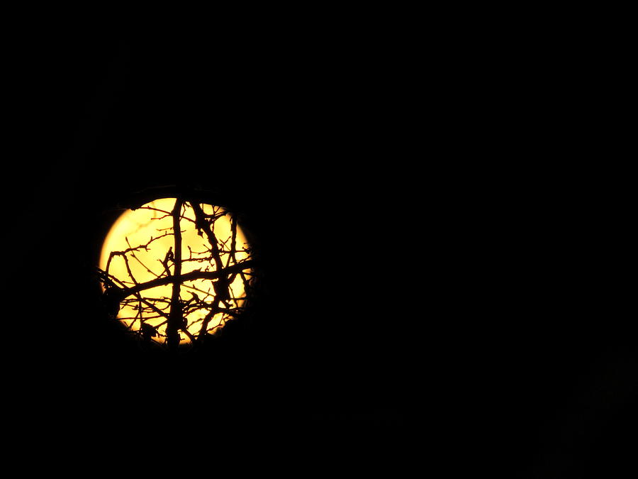 Bramble Moon Photograph by Linda Stern