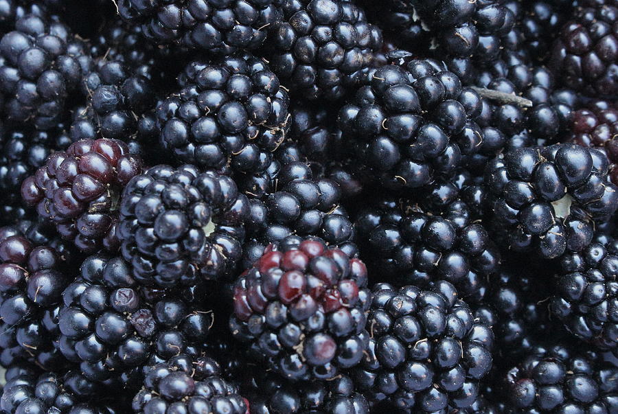 Brambles/Blackberries Photograph by Jeff Townsend