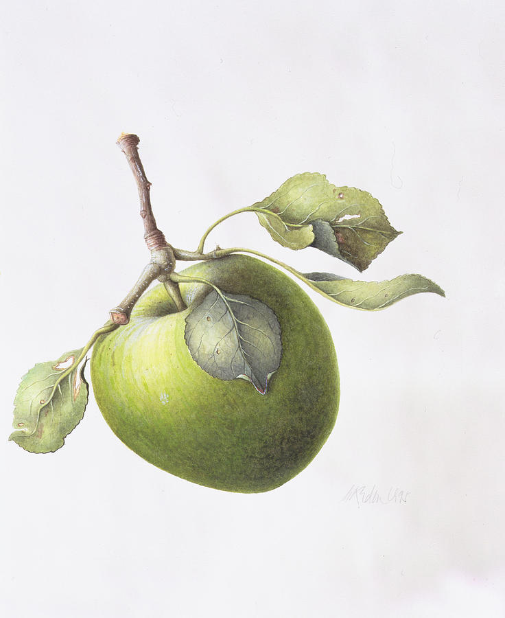 Apple Painting - Bramley Apple by Margaret Ann Eden