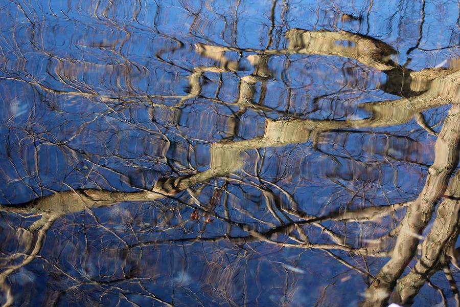 Branch Abstract Photograph by Karen Silvestri