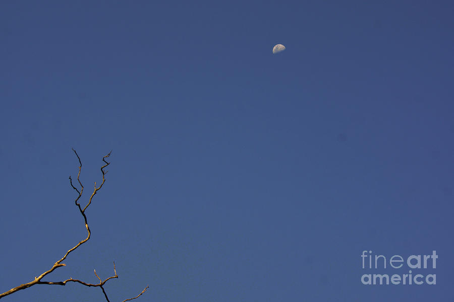 Branch And Moon Photograph