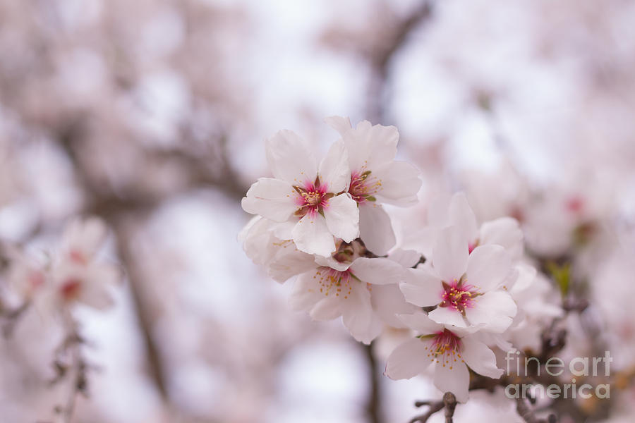 Branch Blossoms Photograph by Ana V Ramirez