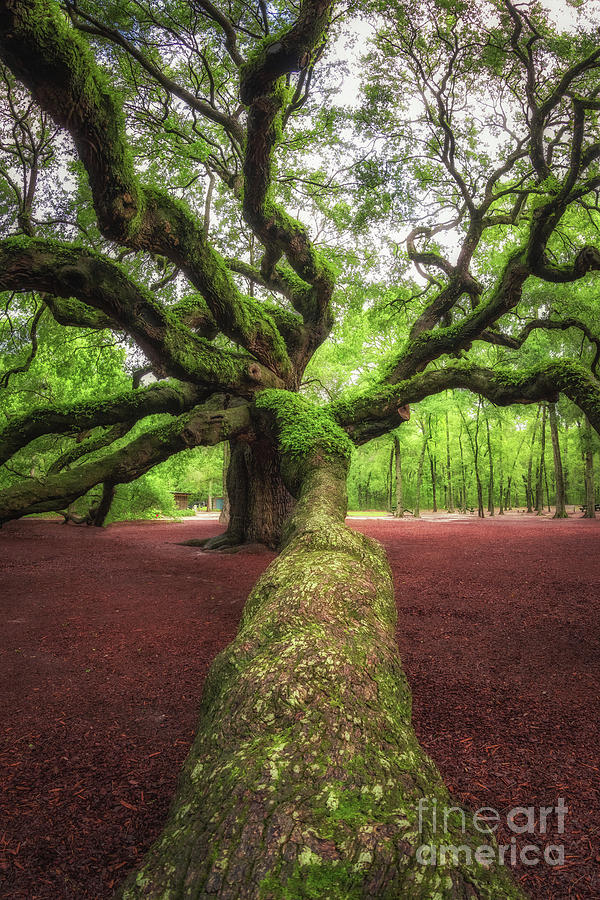Branch leading to Angel Oak Tree Photograph by Michael Ver Sprill