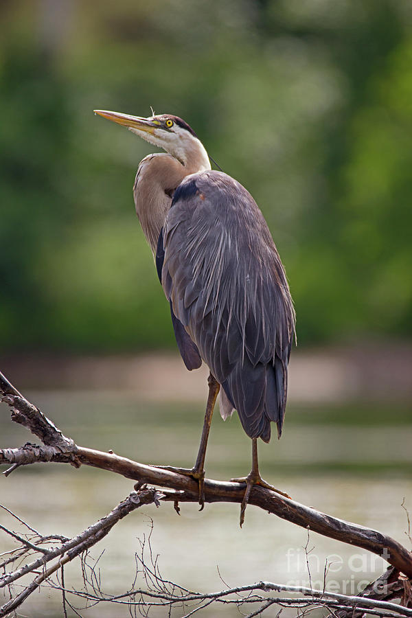 Branch Manager- Great Blue Heron - Ardea Herodias Photograph by Spencer Bush