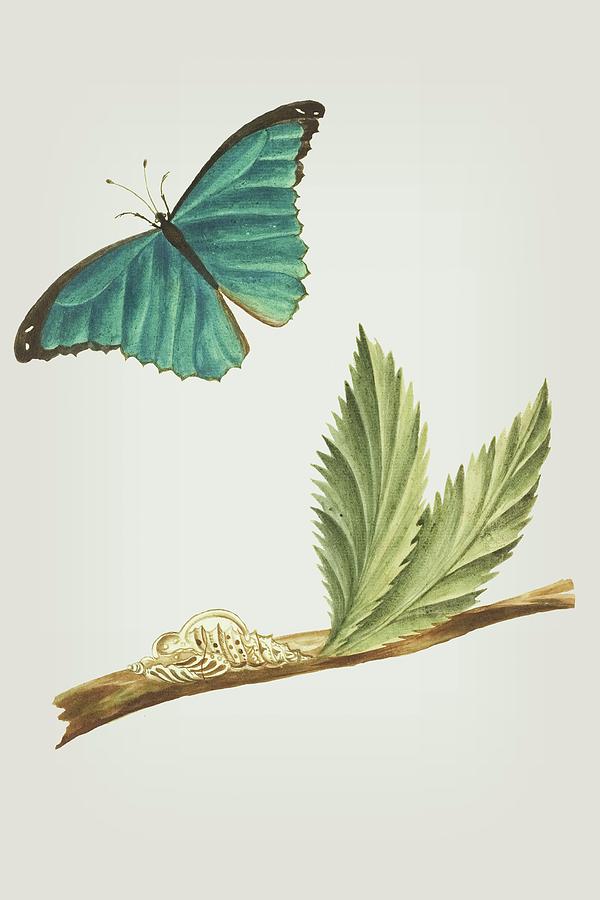 Butterfly Mixed Media - Branch Of A Medlar Tree With Caterpillar And Butterfly by Cornelis Markee 1763 by Movie Poster Prints