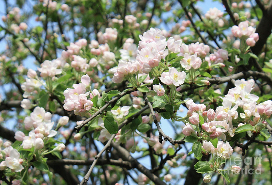 Branch of apple tree in blossom Photograph by Irina Afonskaya