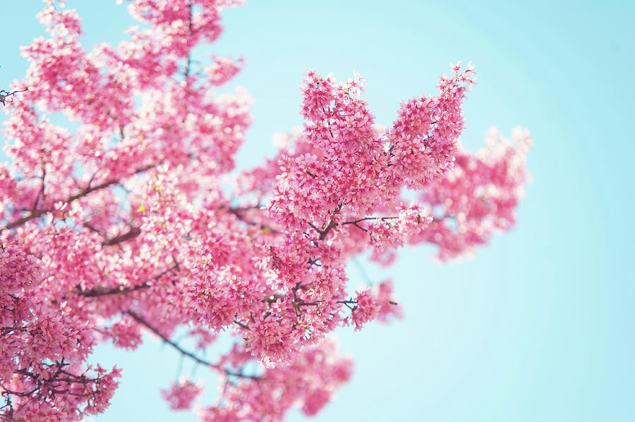 Branch of Blooming Pink Prunus Tree Photograph by Jenny Rainbow
