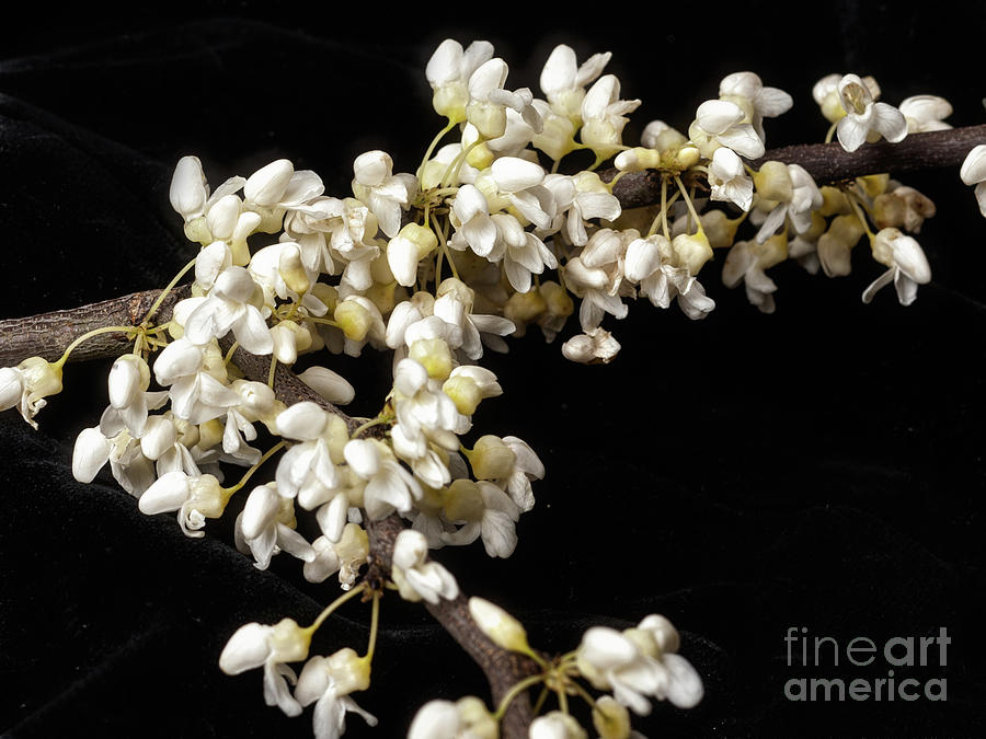 Branch of Blooming Whitebud Photograph by Ann Jacobson