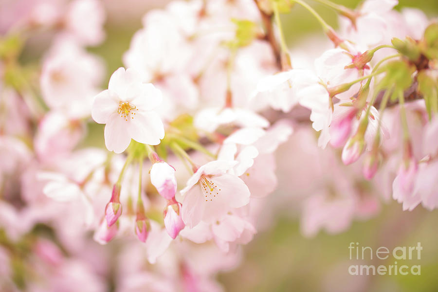 Flower Photograph - Branch of cherry tree by Delphimages Photo Creations
